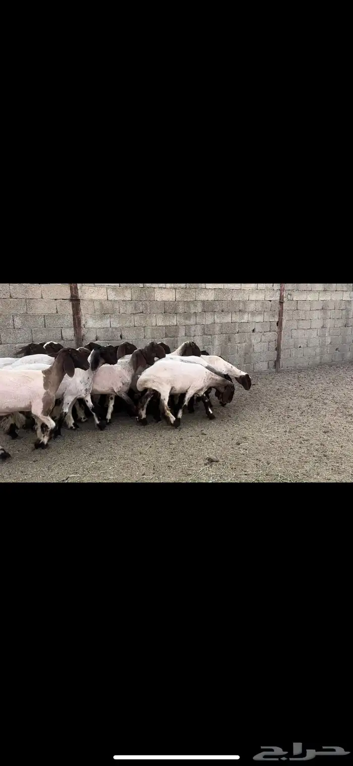جذعات نعيم خصم 3