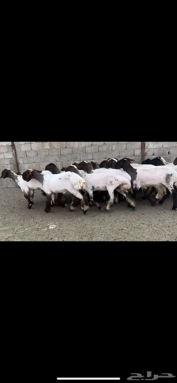 جذعات نعيم خصم 4