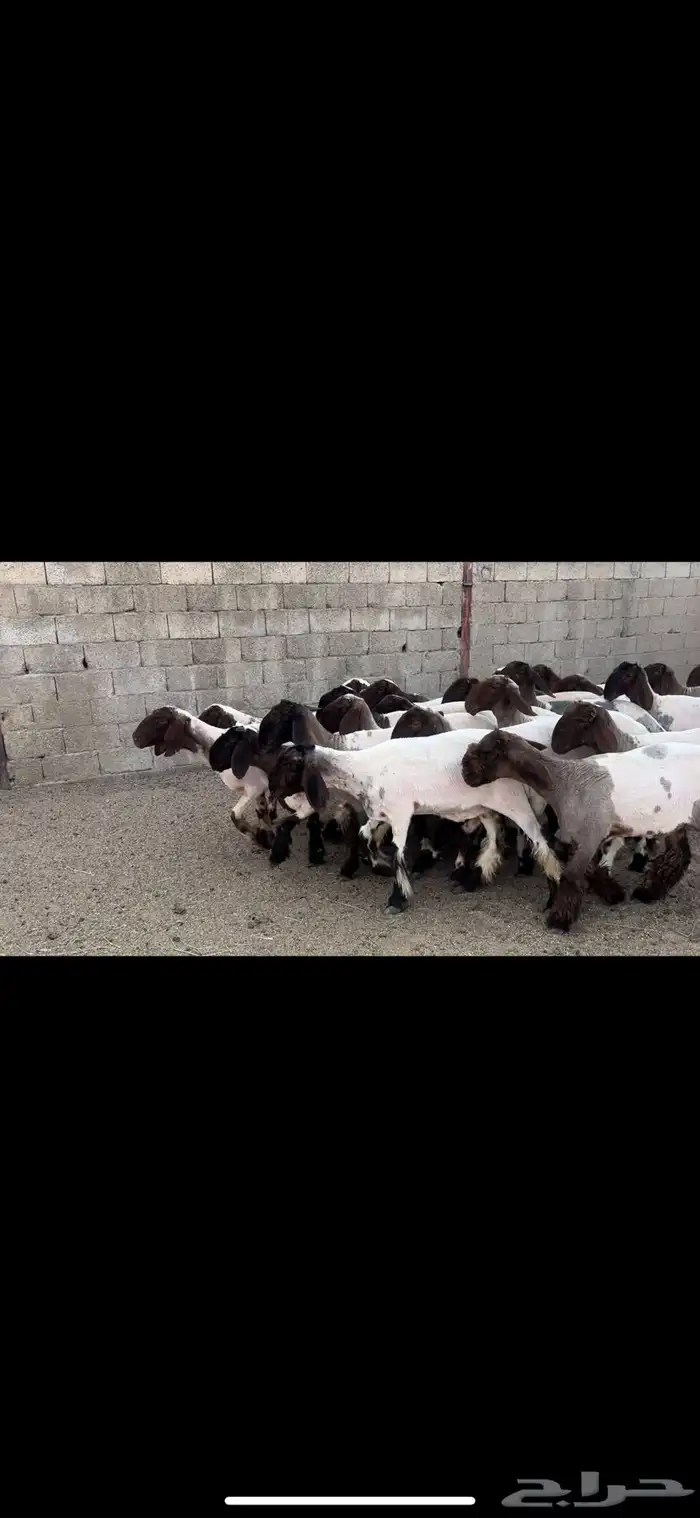 جذعات نعيم خصم 1