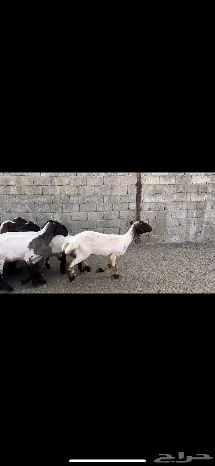 جذعات نعيم خصم 2