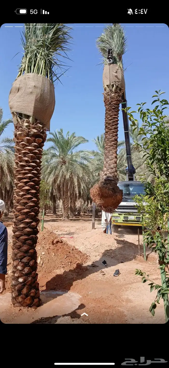 نخل عربي نخل واشنطن نخل ملوكي وبيع جميع الأشجار توريد شبوك 3