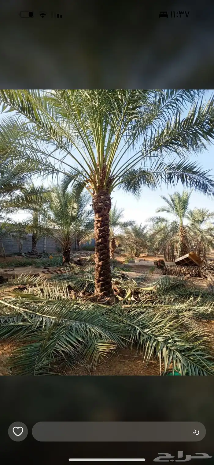 نخل عربي نخل واشنطن نخل ملوكي وبيع جميع الأشجار توريد شبوك 2