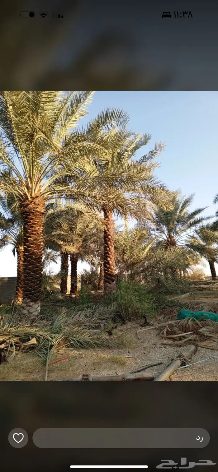 نخل عربي نخل واشنطن نخل ملوكي وبيع جميع الأشجار توريد شبوك 0