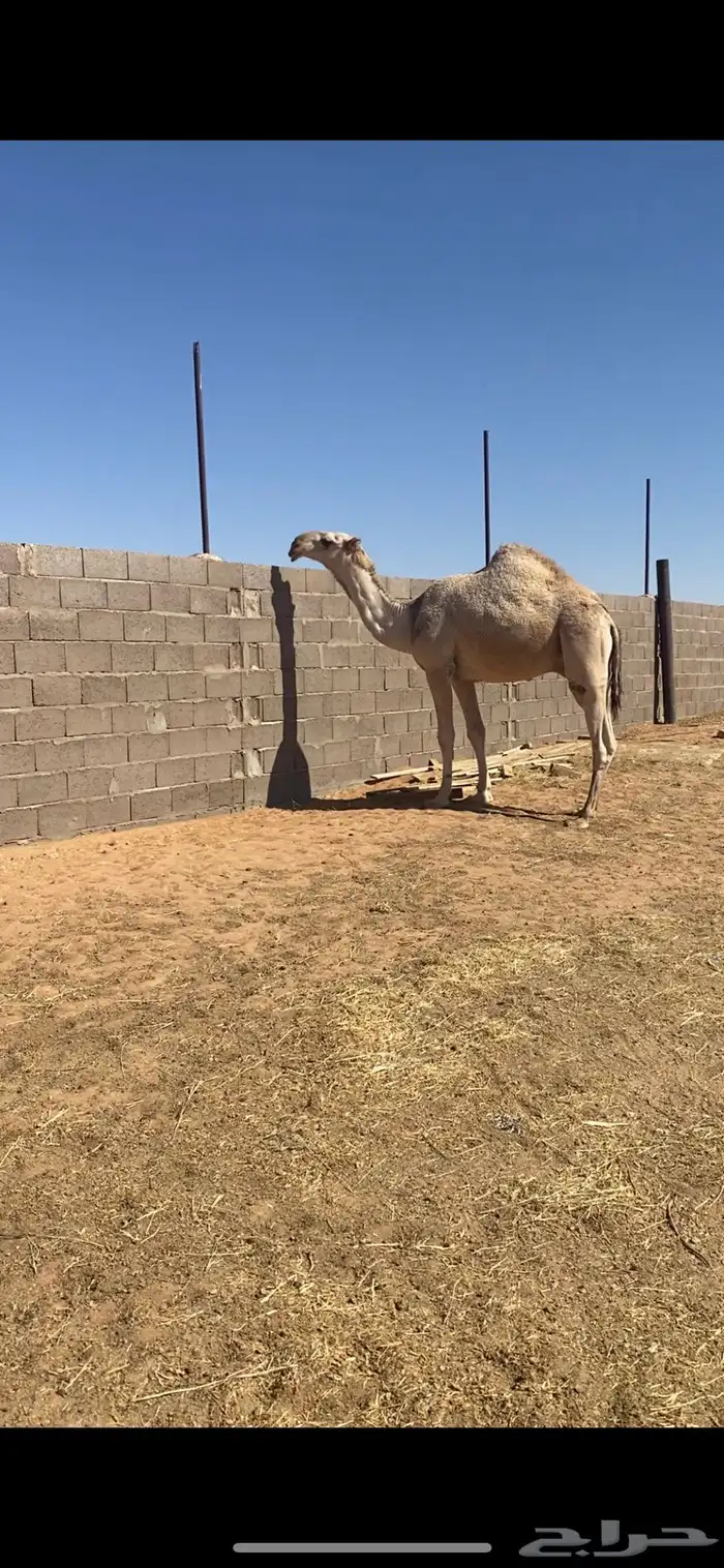 قعود كفو لقي 1
