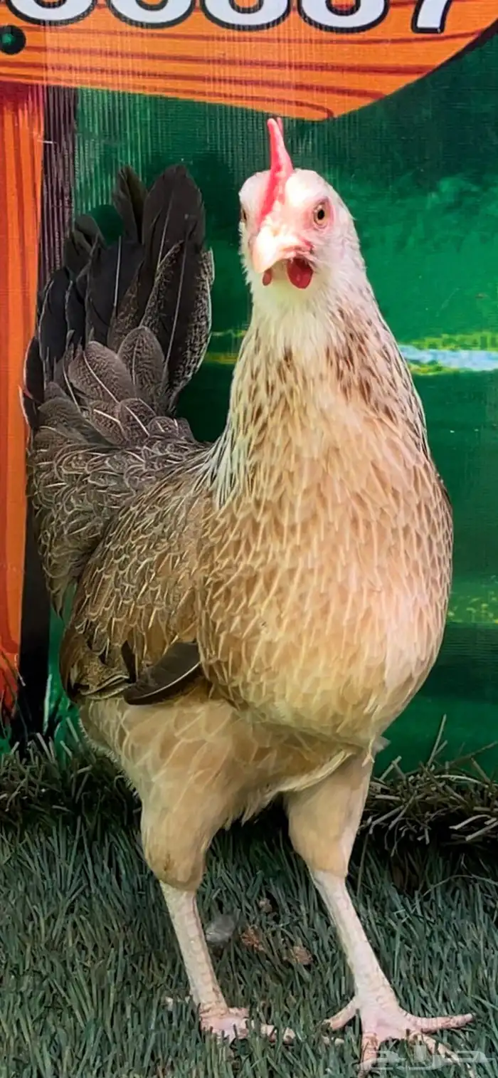 دجاج عربي اصيل ترثه شوكي 23