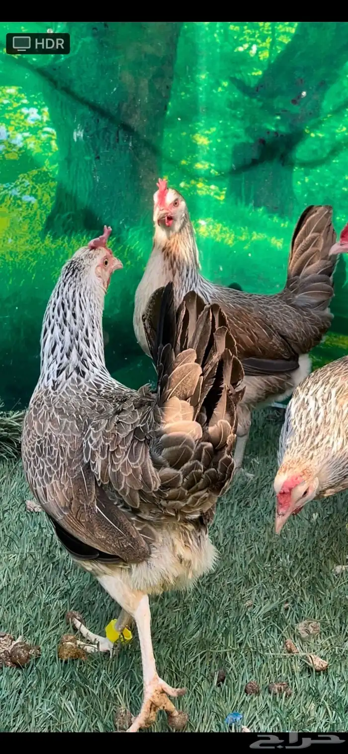 دجاج عربي اصيل ترثه شوكي 4