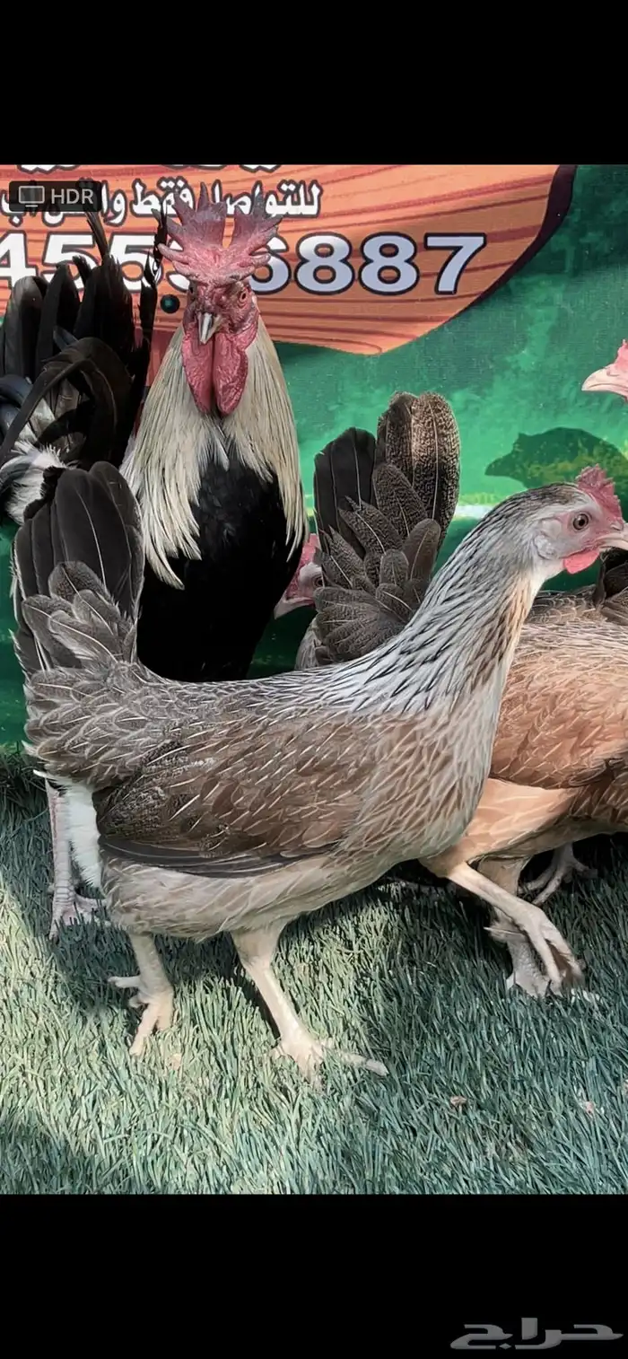 دجاج عربي اصيل ترثه شوكي 14