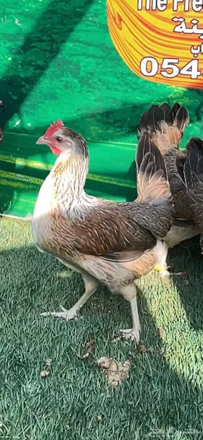 دجاج عربي اصيل ترثه شوكي 12