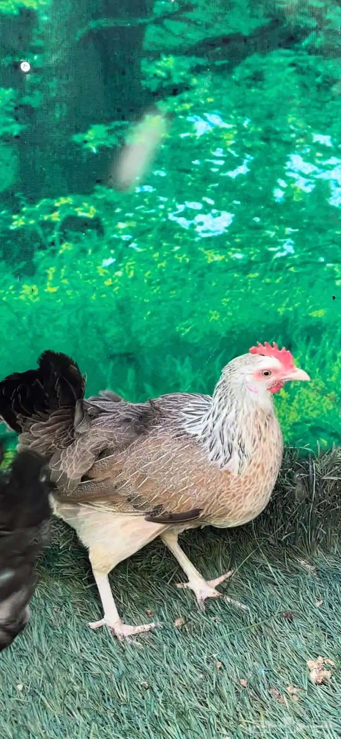 دجاج عربي اصيل ترثه شوكي 34