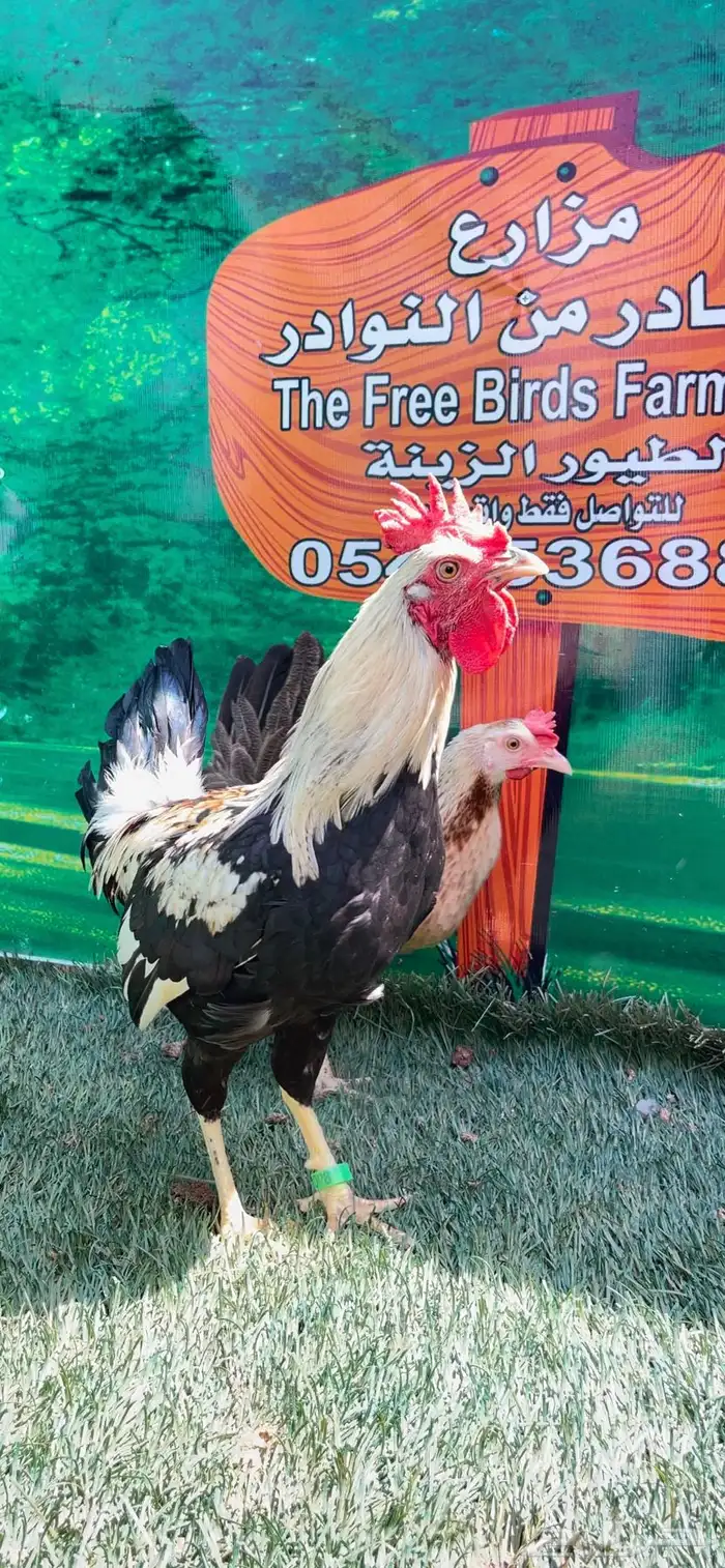 دجاج عربي اصيل ترثه شوكي 29