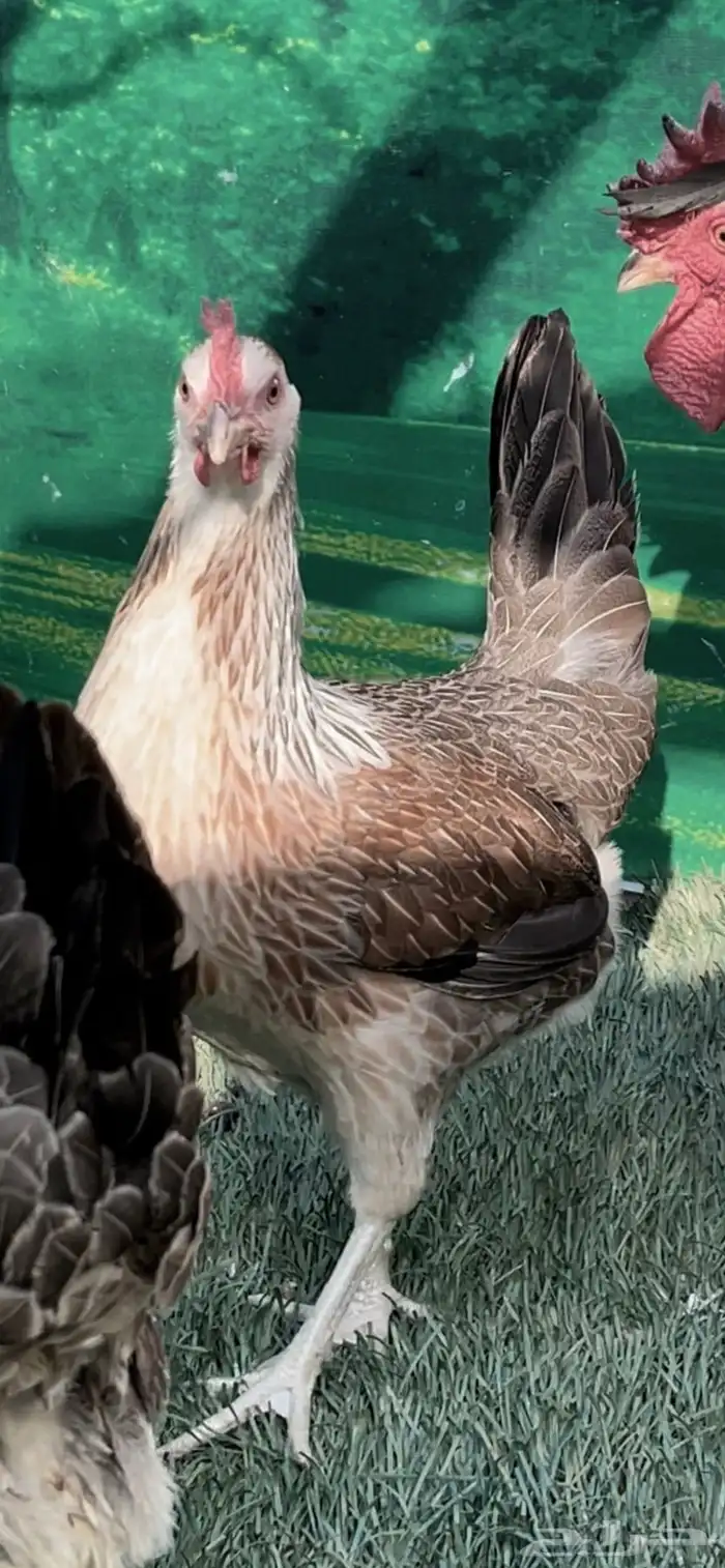 دجاج عربي اصيل ترثه شوكي 3