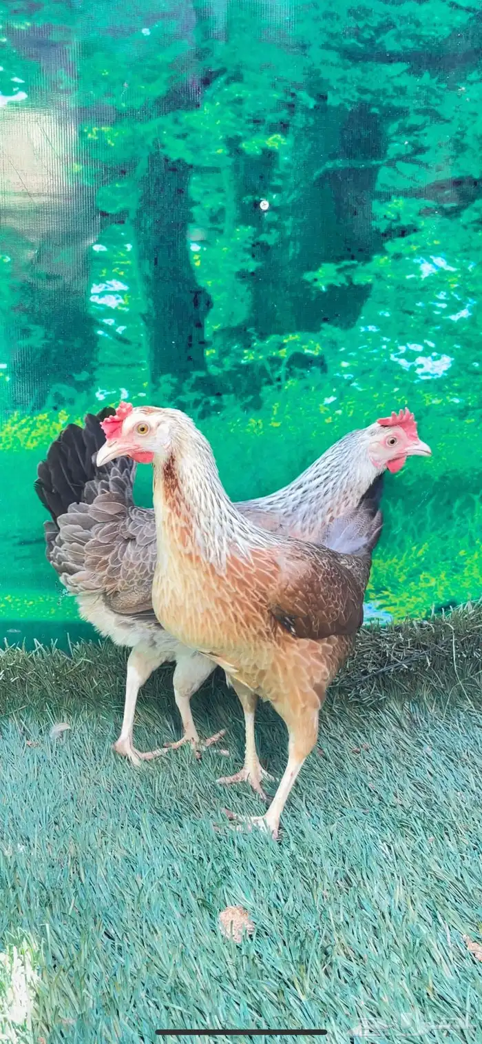 دجاج عربي اصيل ترثه شوكي 25