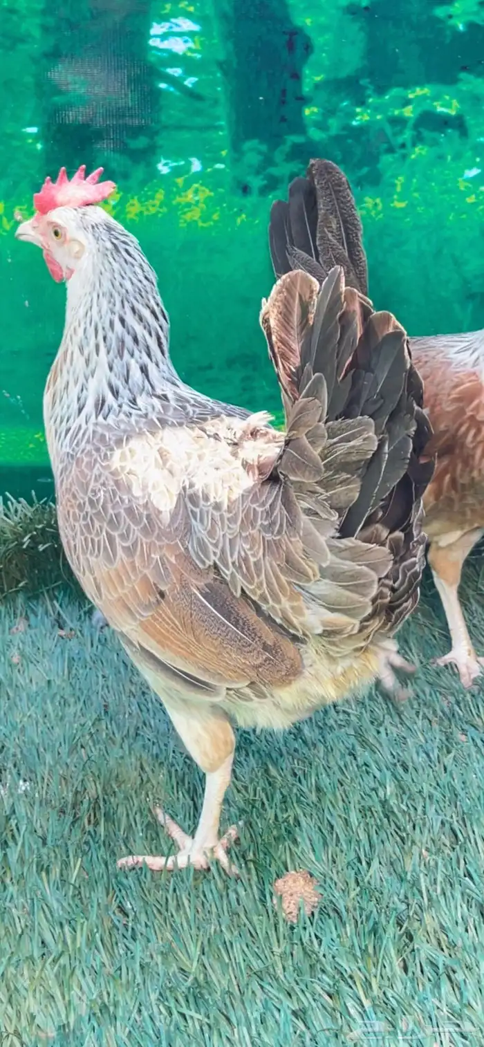 دجاج عربي اصيل ترثه شوكي 27