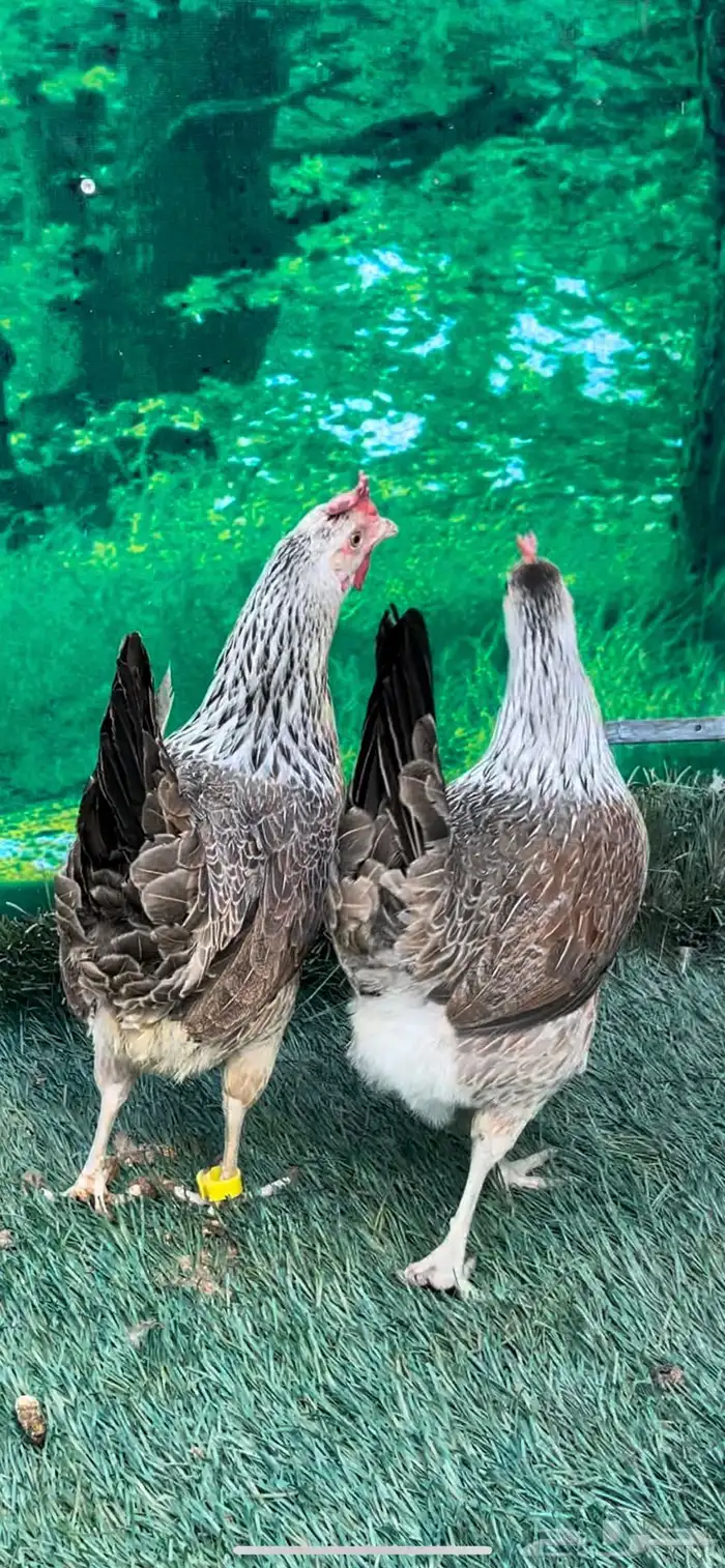 دجاج عربي اصيل ترثه شوكي 10