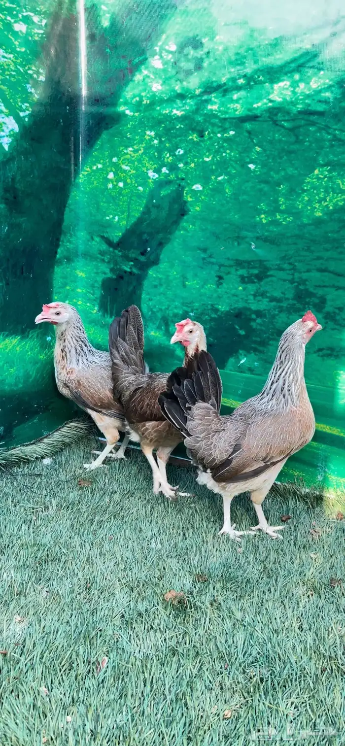 دجاج عربي اصيل ترثه شوكي 15