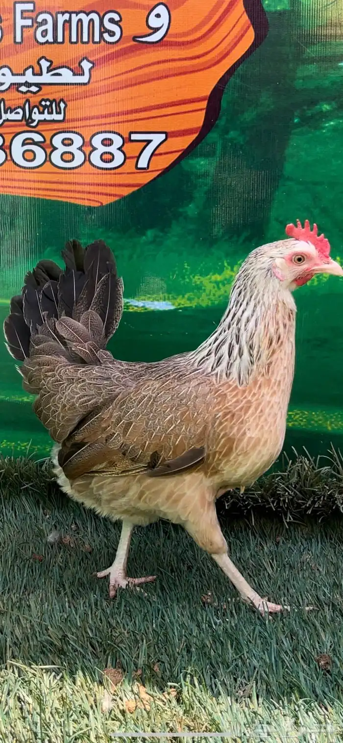 دجاج عربي اصيل ترثه شوكي 19
