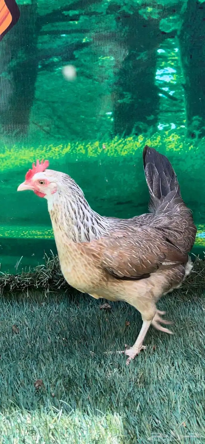 دجاج عربي اصيل ترثه شوكي 30