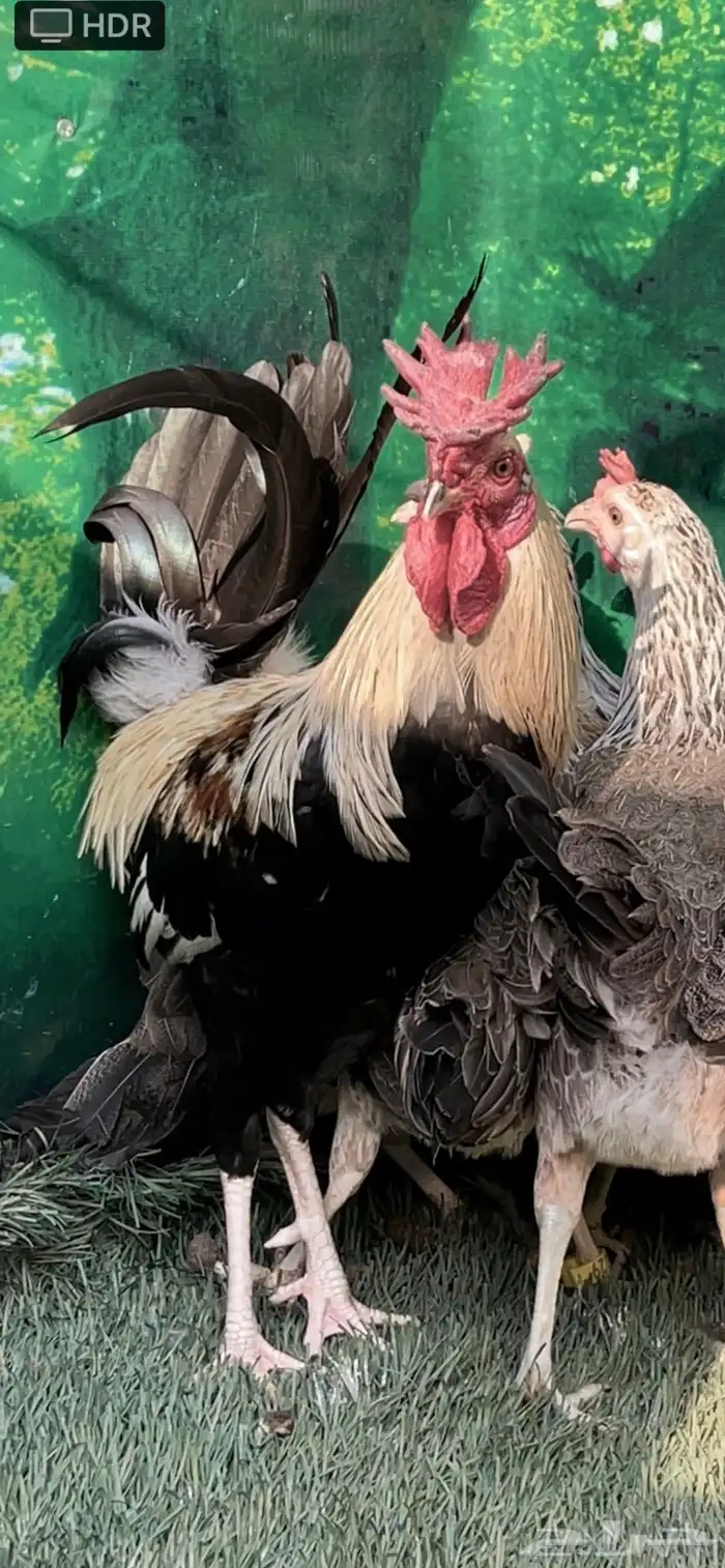 دجاج عربي اصيل ترثه شوكي 13