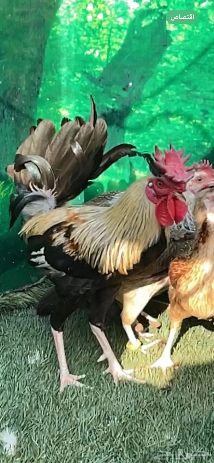 دجاج عربي اصيل ترثه شوكي 8