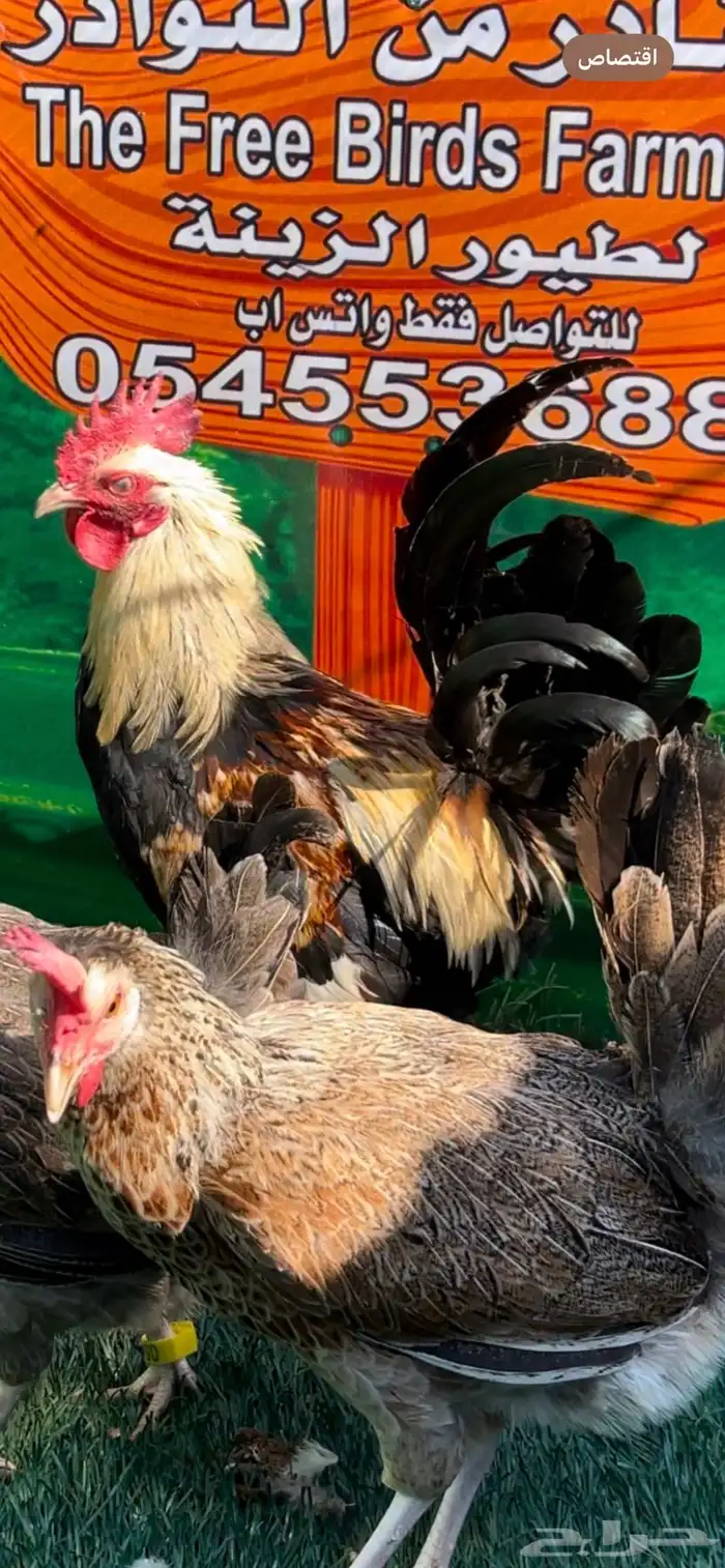 دجاج عربي اصيل ترثه شوكي 2