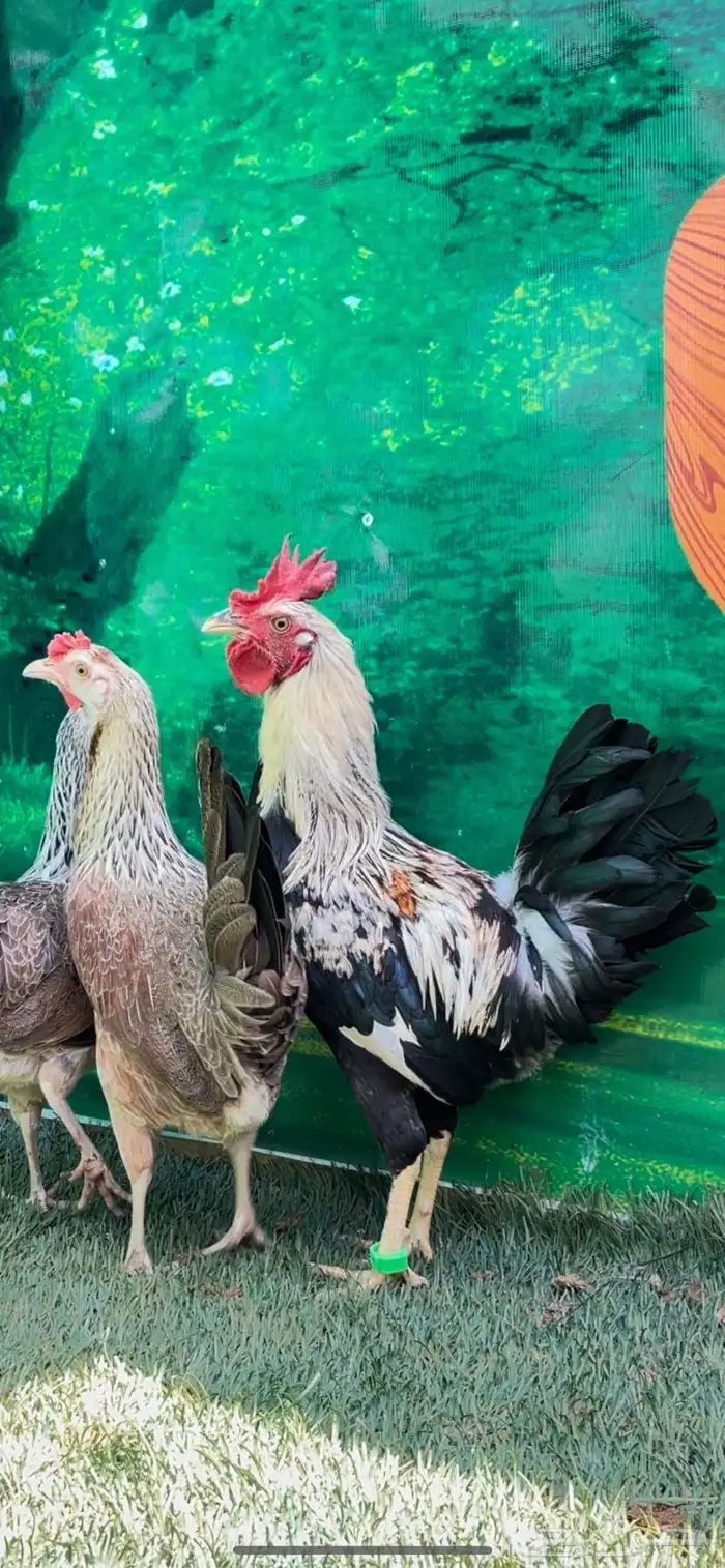 دجاج عربي اصيل ترثه شوكي 32