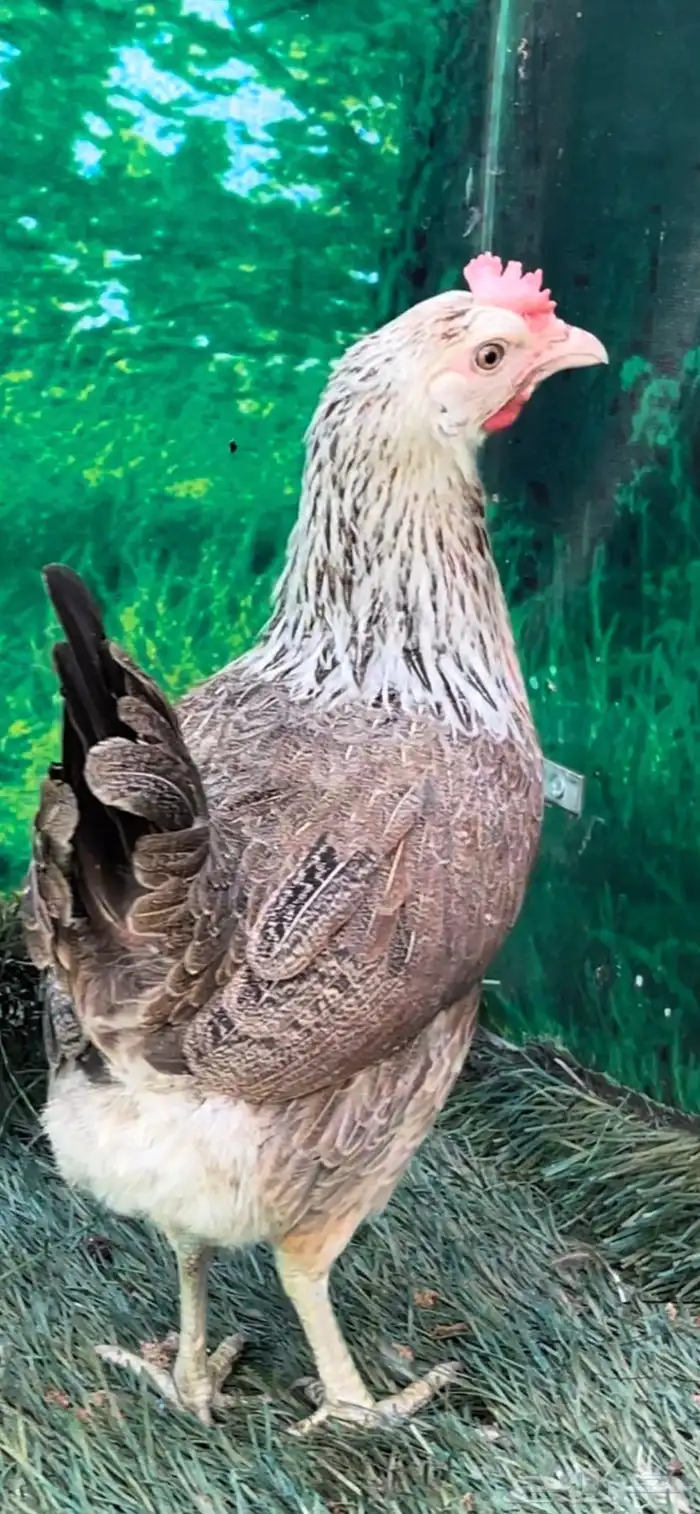 دجاج عربي اصيل ترثه شوكي 21