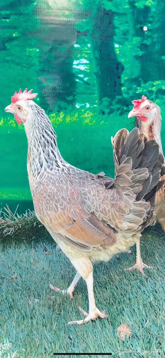 دجاج عربي اصيل ترثه شوكي 24