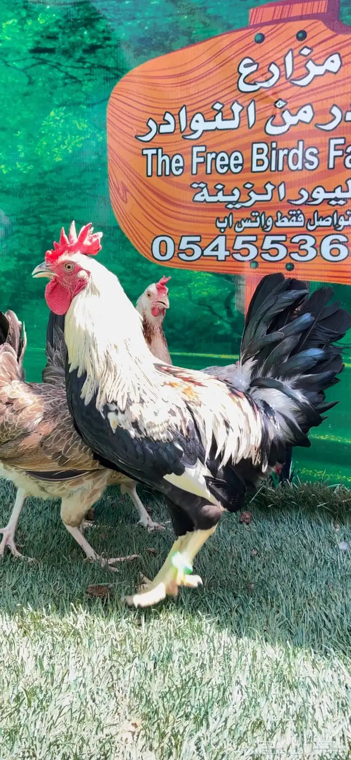 دجاج عربي اصيل ترثه شوكي 28