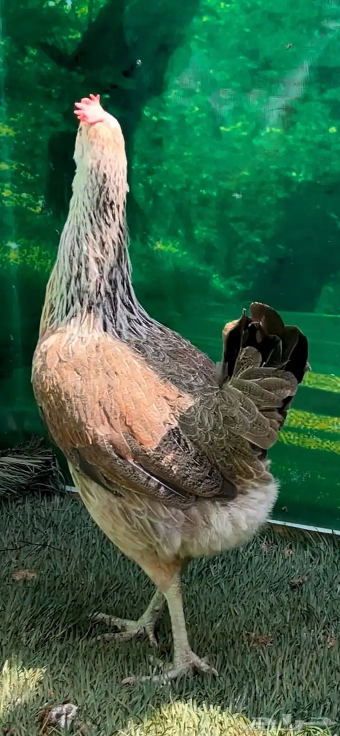 دجاج عربي اصيل ترثه شوكي 33