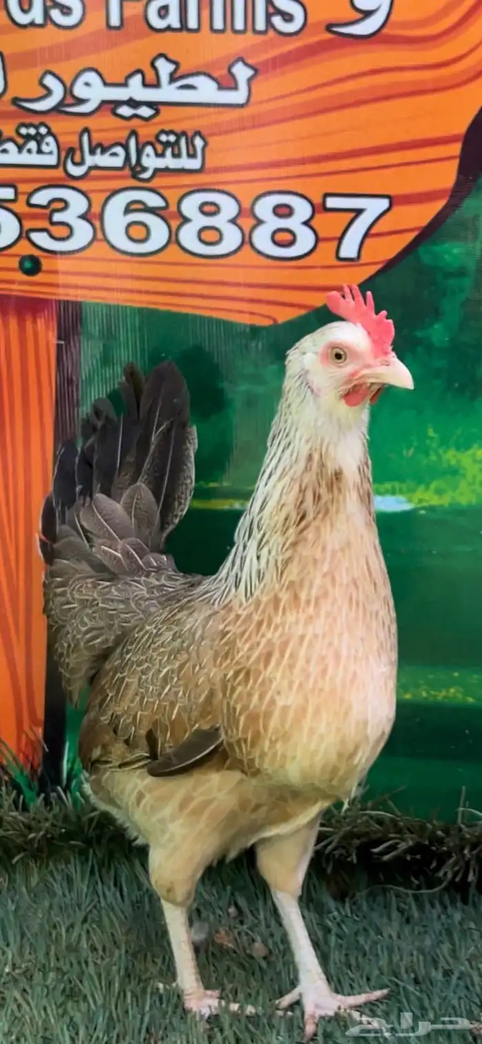 دجاج عربي اصيل ترثه شوكي 22