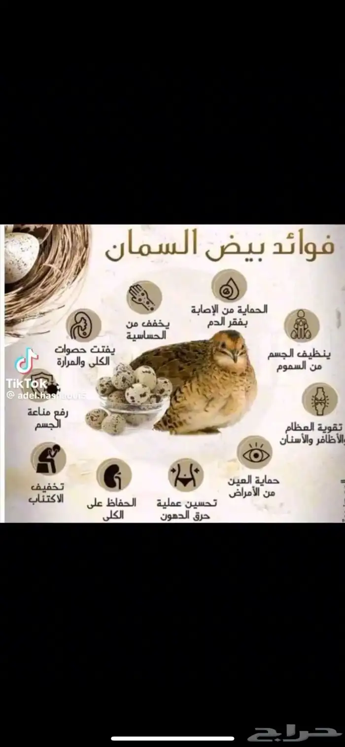 متوفر بيض سمان فري للمائده طازج مئه بالمئه 3