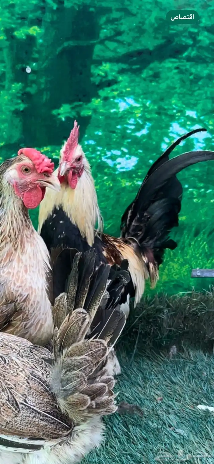 دجاج عربي اصيل ترثه شوكي 0