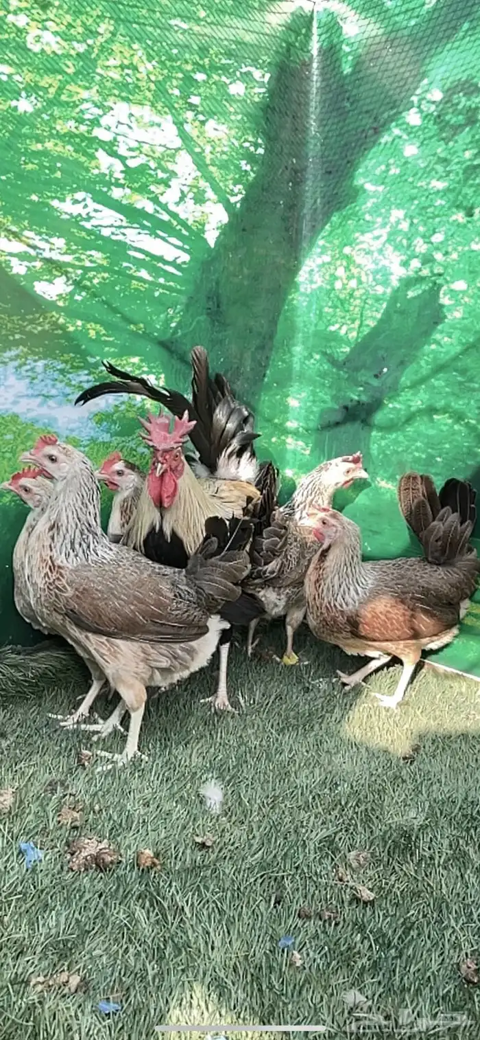 دجاج عربي اصيل ترثه شوكي 17