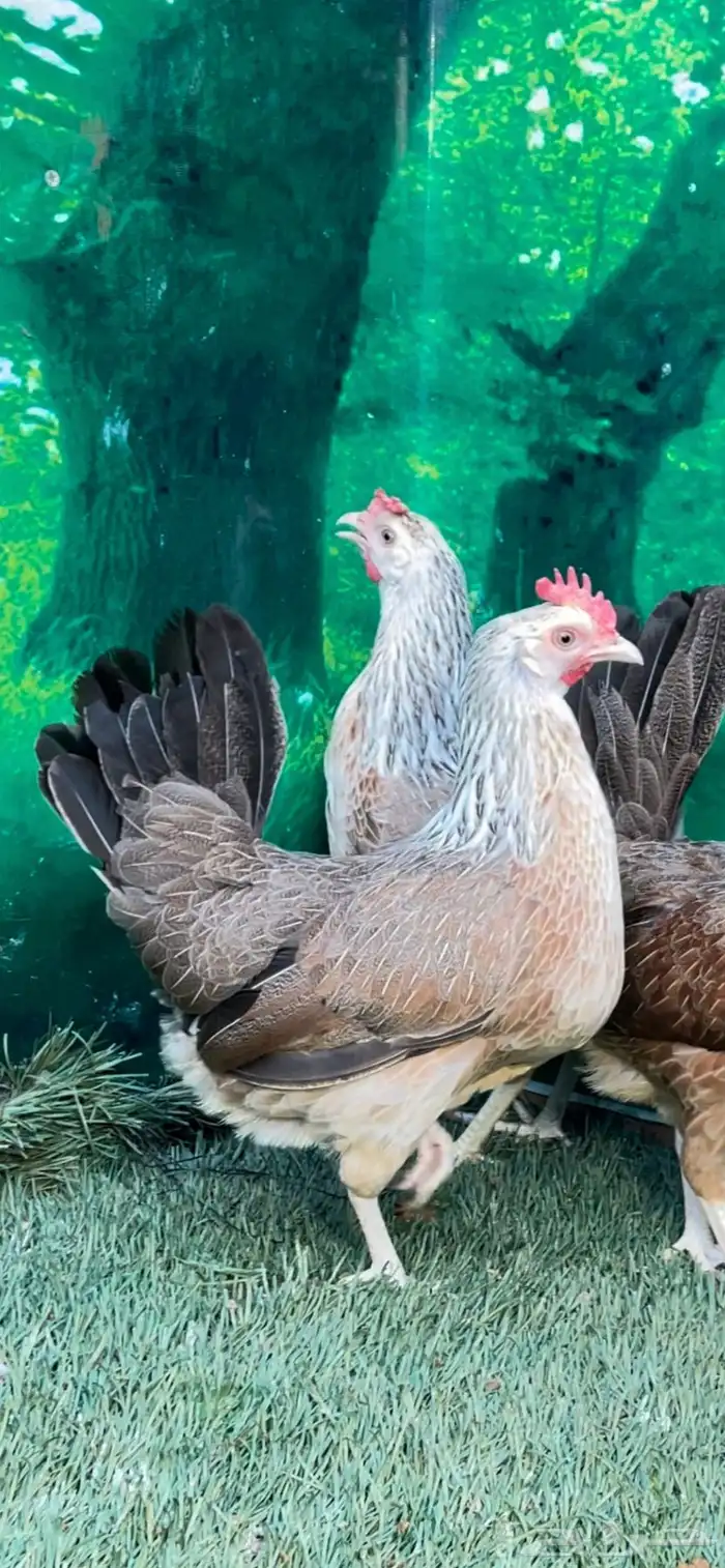 دجاج عربي اصيل ترثه شوكي 20