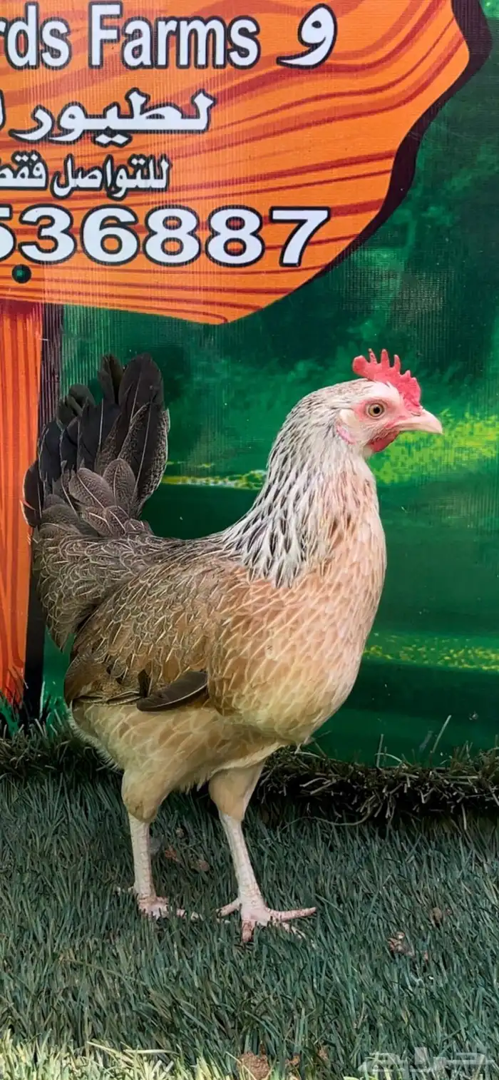 دجاج عربي اصيل ترثه شوكي 18