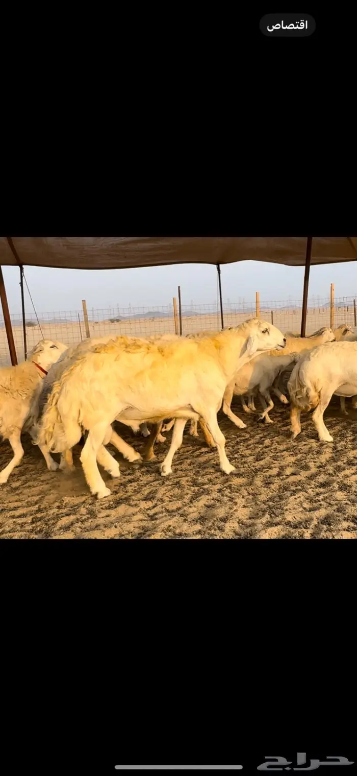 غنم حريات صنف ضغط عالي (تم البيع) 3