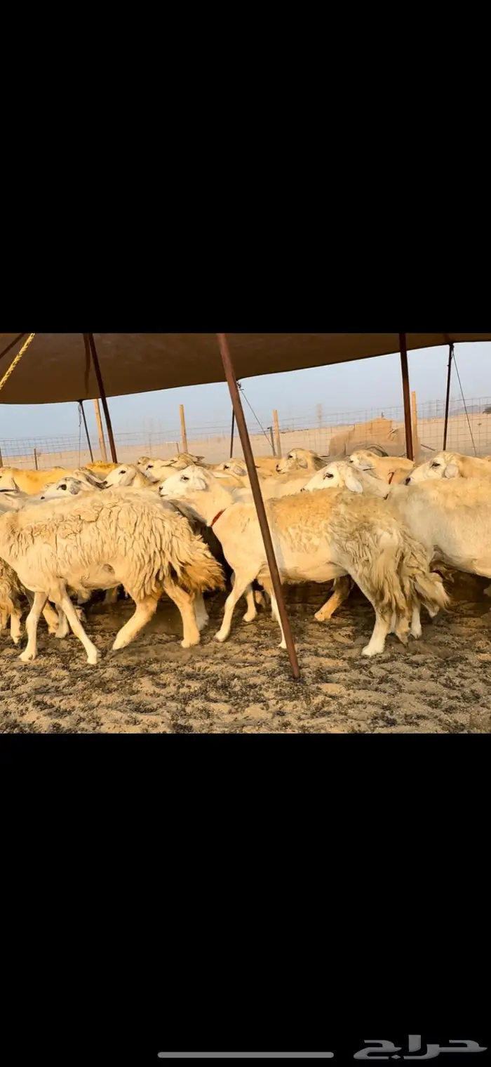 غنم حريات صنف ضغط عالي (تم البيع) 7