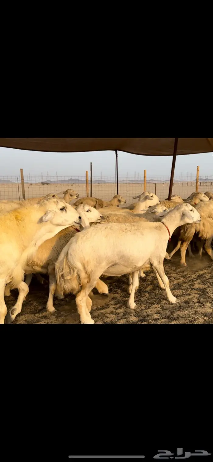 غنم حريات صنف ضغط عالي (تم البيع) 8