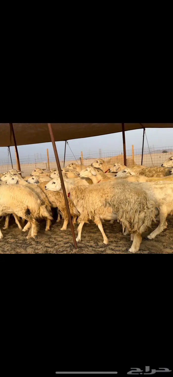 غنم حريات صنف ضغط عالي (تم البيع) 11
