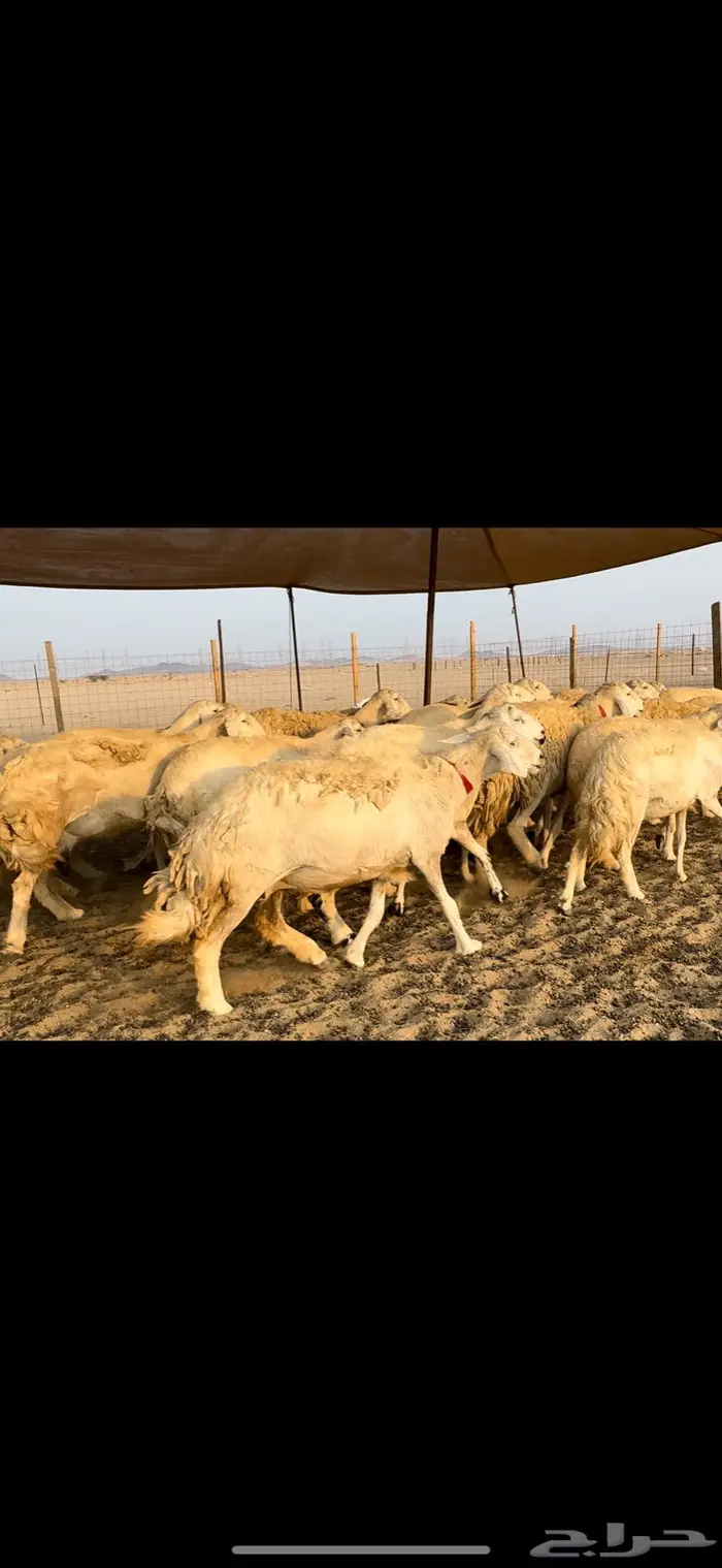 غنم حريات صنف ضغط عالي (تم البيع) 12