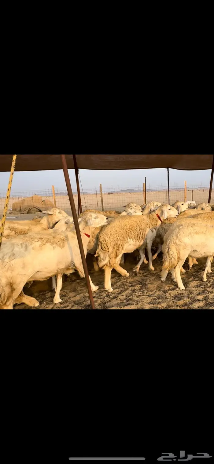 غنم حريات صنف ضغط عالي (تم البيع) 1