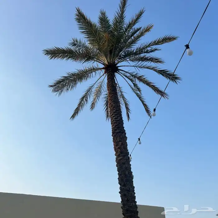 استراحة غرب بريدة للايجار 24