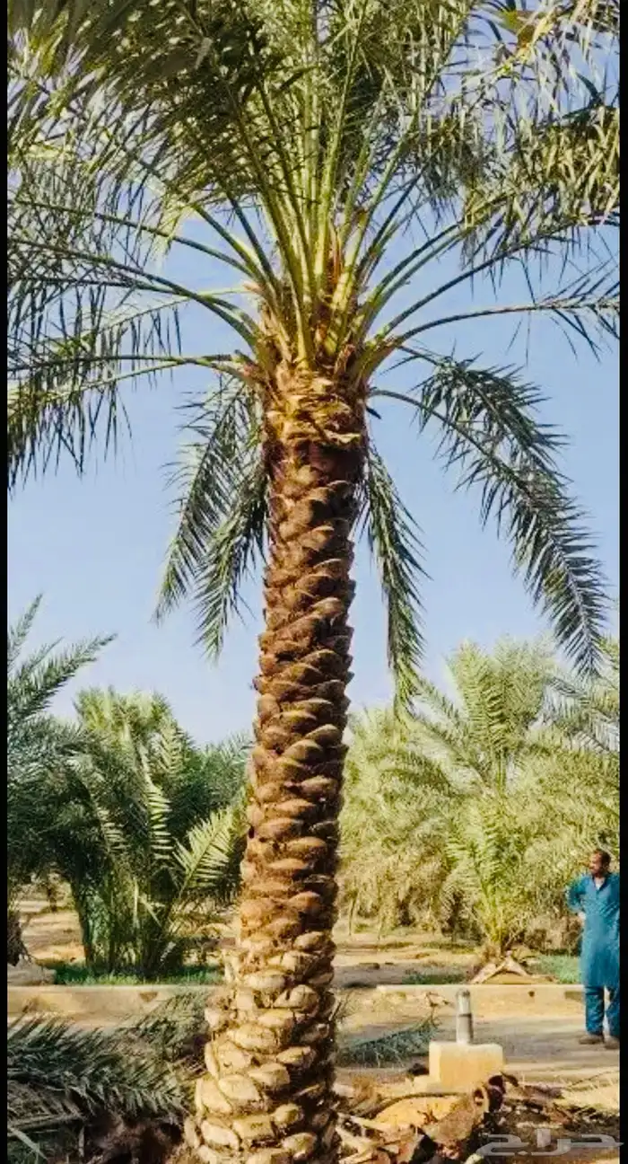 نخل عربي نخل واشنطن نخل ملوكي وبيع جميع الأشجار توريد شبوك 15