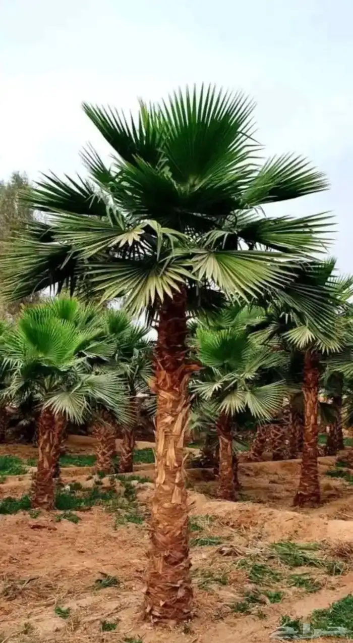 نخل عربي نخل واشنطن نخل ملوكي وبيع جميع الأشجار توريد شبوك 14