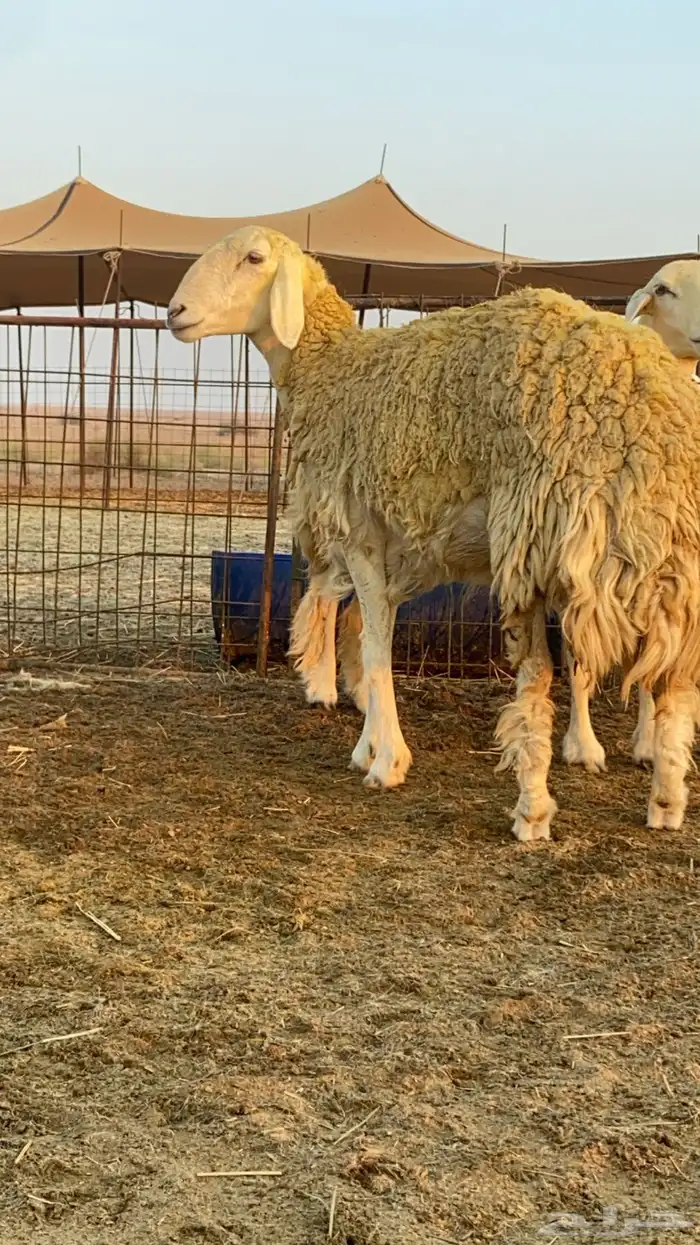 رخال صنف للبيع 4