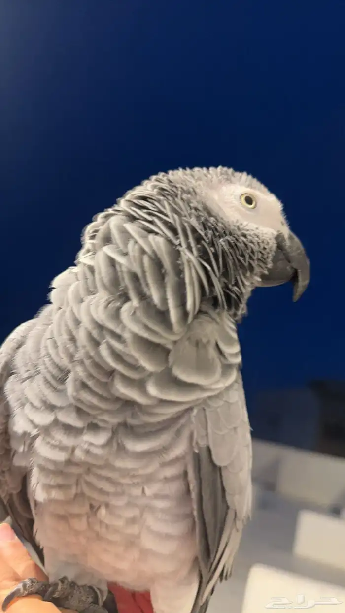 ببغاء طير كاسكو مفقود ضايع  ارجوكم على من يجده التواصل معي 0