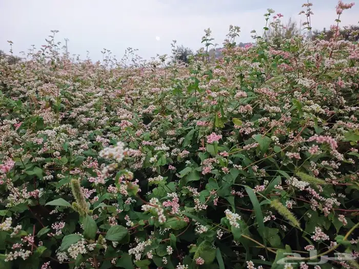 الحنطة السوداء. بلدي انتاج عضوي 1