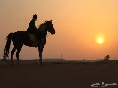 ايجار بوايك خيل الدمام طريق الرياض 0