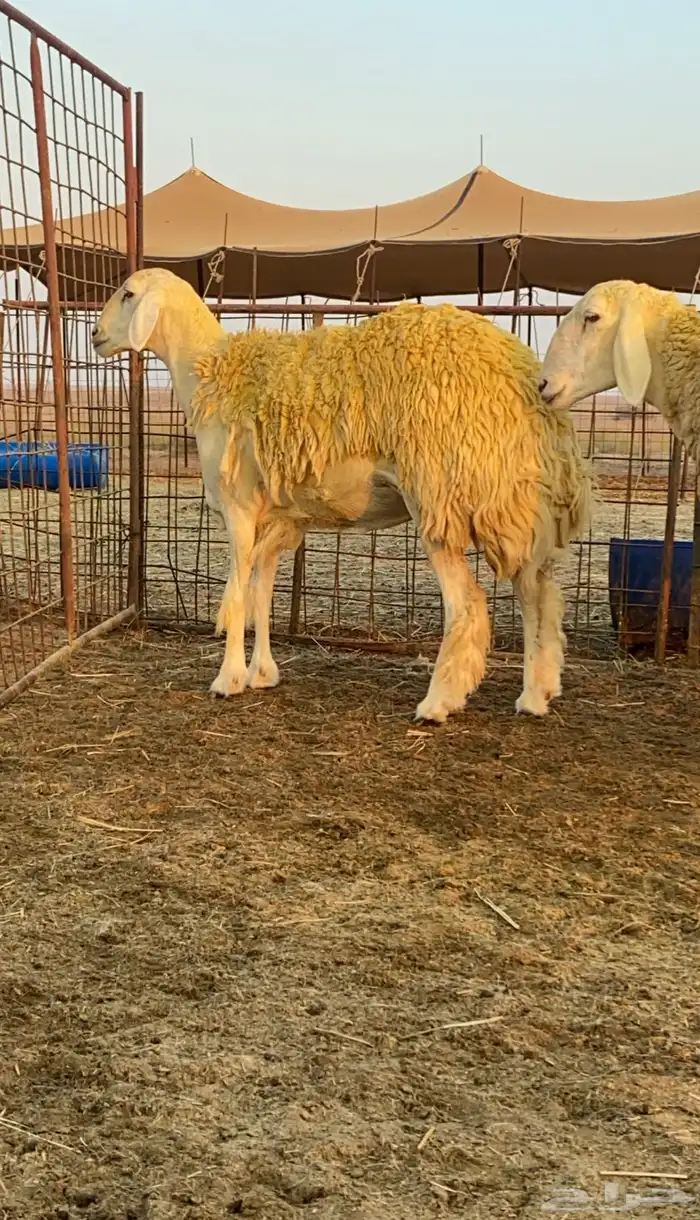 رخال صنف للبيع 2