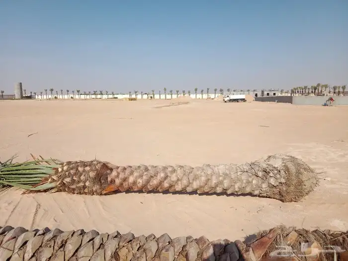 زراعه نخيل 6